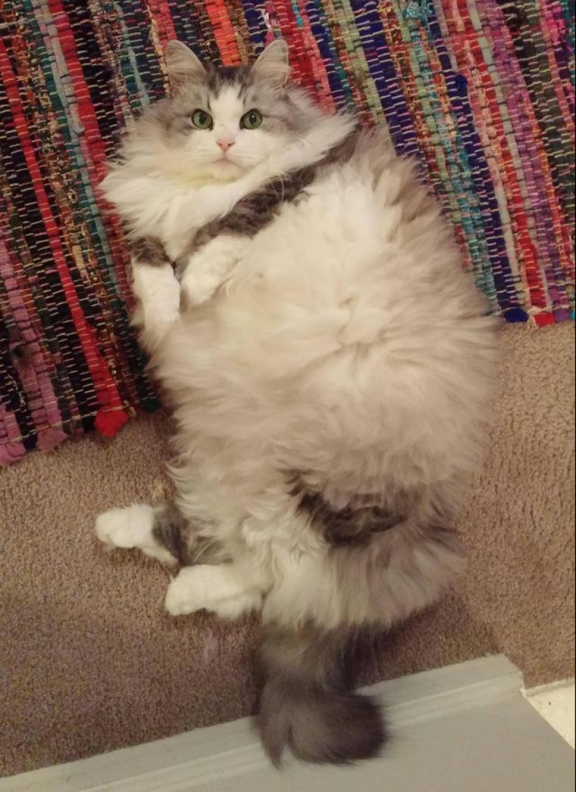 In this post, home to the most fluffy cats in the world In this post, home to the most fluffy cats in the world