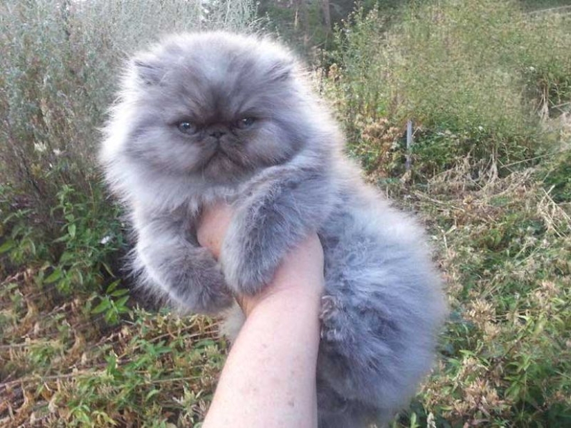 In this post, home to the most fluffy cats in the world In this post, home to the most fluffy cats in the world