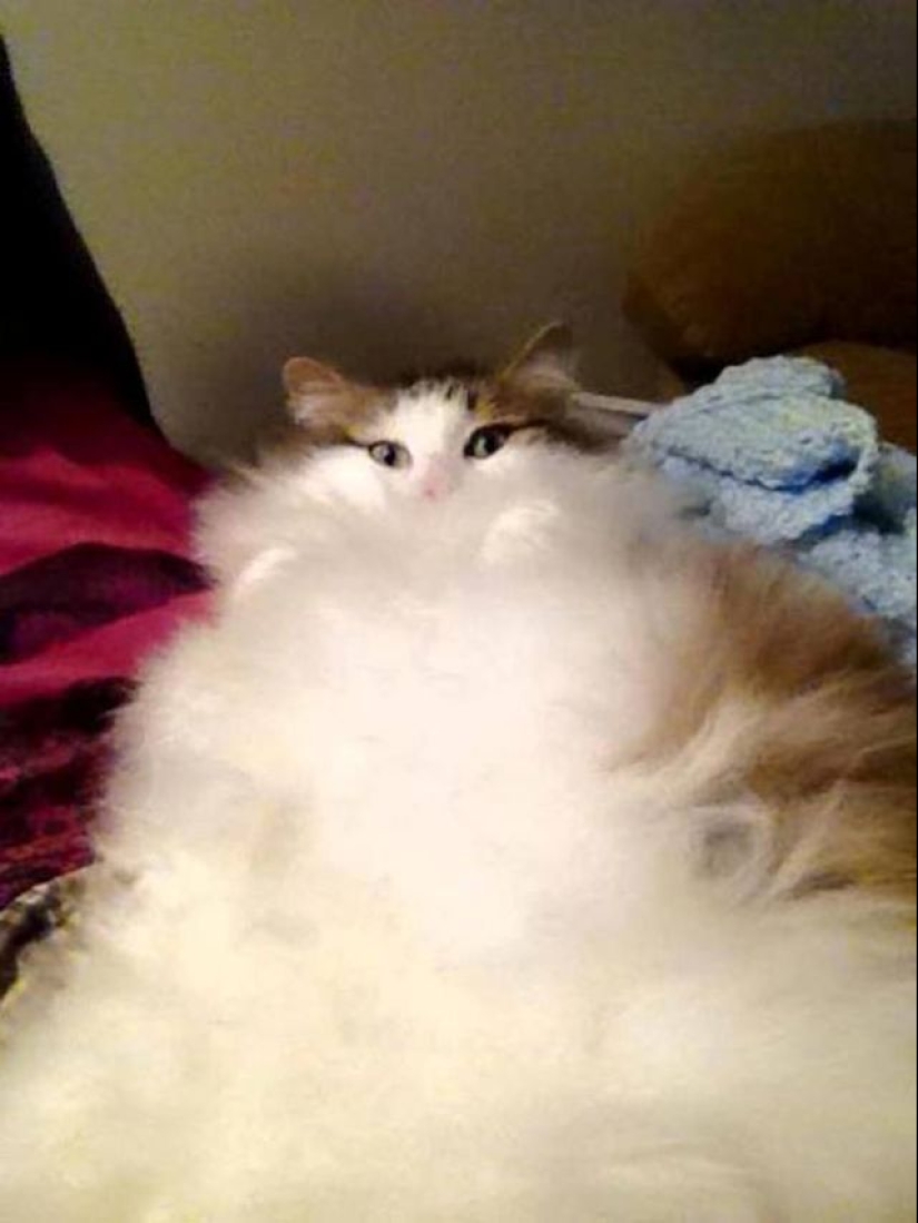 In this post, home to the most fluffy cats in the world In this post, home to the most fluffy cats in the world