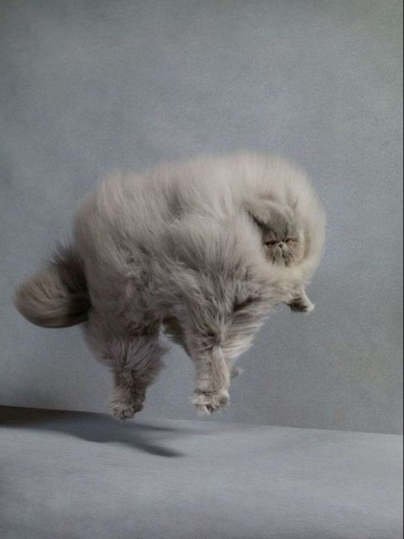 In this post, home to the most fluffy cats in the world In this post, home to the most fluffy cats in the world