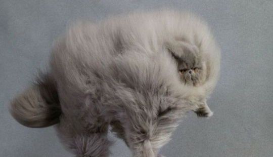 In this post, home to the most fluffy cats in the world