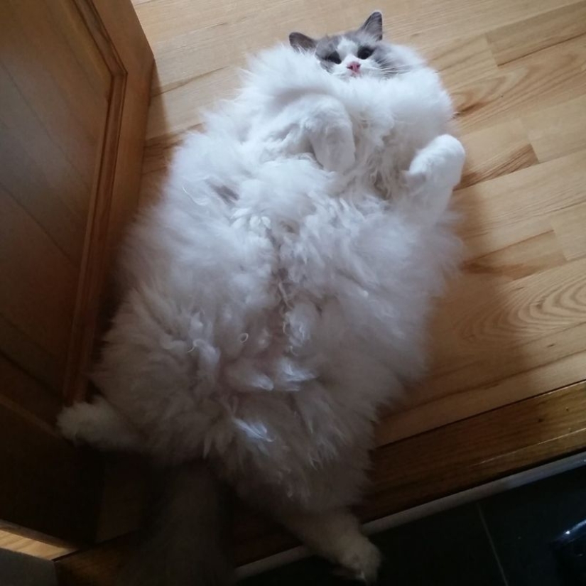 In this post, home to the most fluffy cats in the world In this post, home to the most fluffy cats in the world