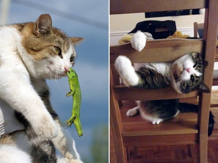 "¡Incluso es una pena recordar algo así!": momentos vergonzosos de gatos traviesos
