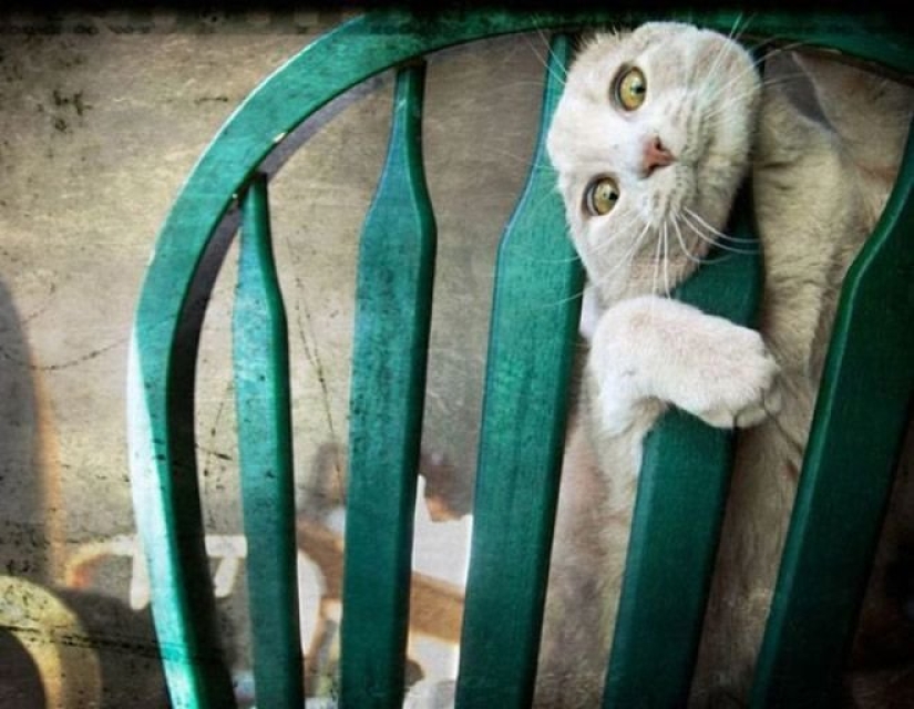 "¡Incluso es una pena recordar algo así!": momentos vergonzosos de gatos traviesos