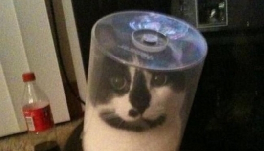 "¡Incluso es una pena recordar algo así!": momentos vergonzosos de gatos traviesos "¡Incluso es una pena recordar algo así!": momentos vergonzosos de gatos traviesos