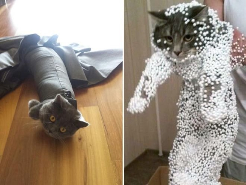 "¡Incluso es una pena recordar algo así!": momentos vergonzosos de gatos traviesos