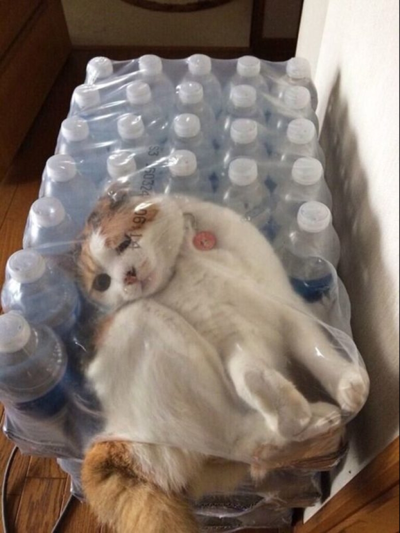 "¡Incluso es una pena recordar algo así!": momentos vergonzosos de gatos traviesos