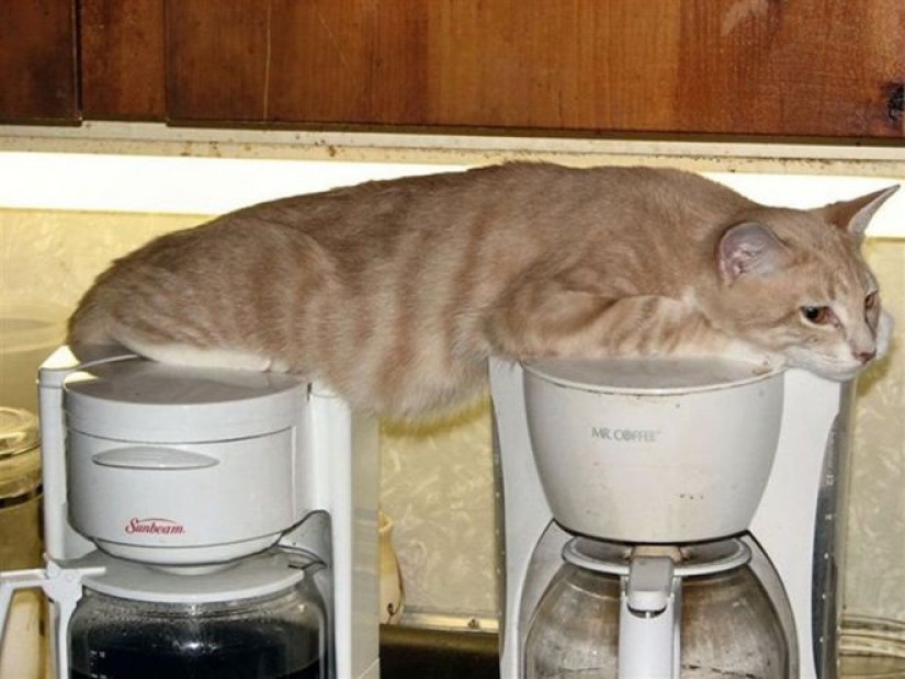 Incomprehensible cat logic: 30 photos that for sure you will laugh