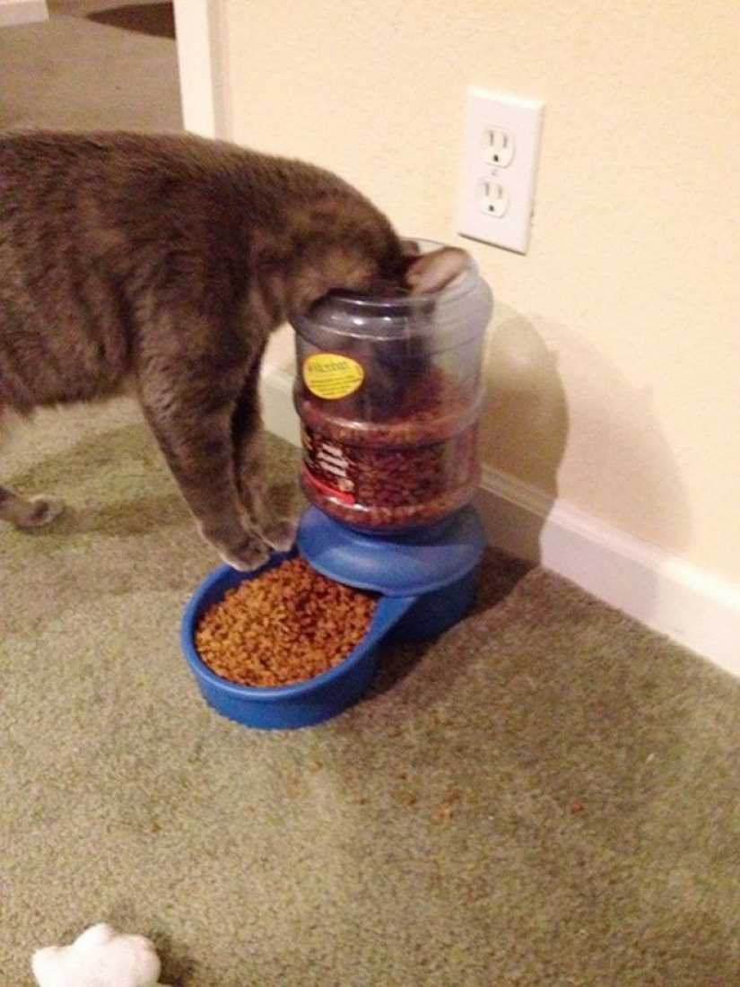Incomprehensible cat logic: 30 photos that for sure you will laugh