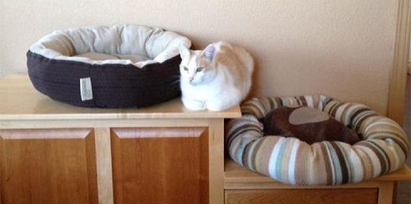 Incomprehensible cat logic: 30 photos that for sure you will laugh