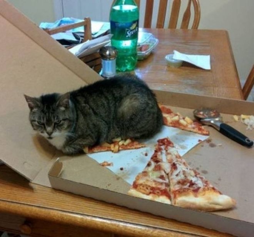 Incomprehensible cat logic: 30 photos that for sure you will laugh