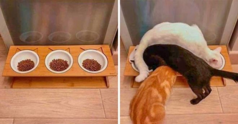 Incomprehensible cat logic: 30 photos that for sure you will laugh
