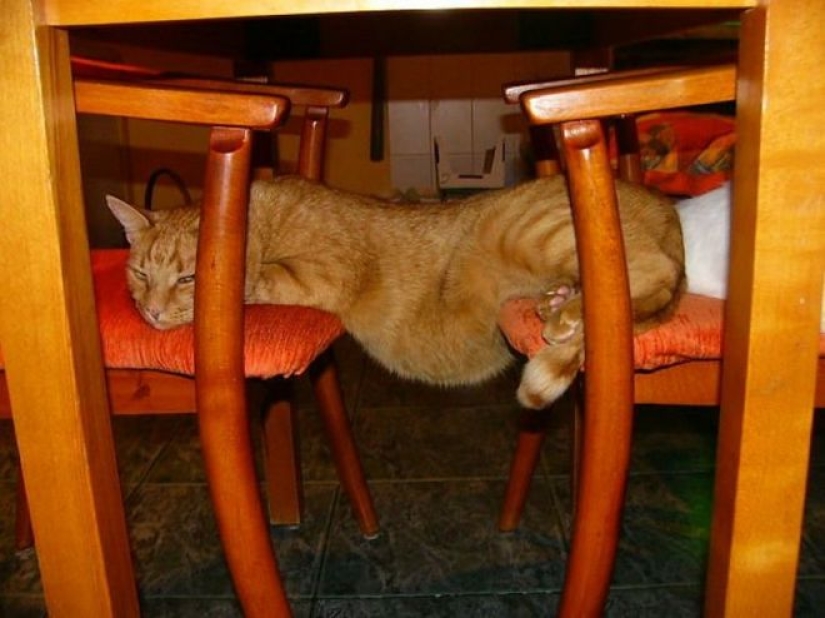 Incomprehensible cat logic: 30 photos that for sure you will laugh