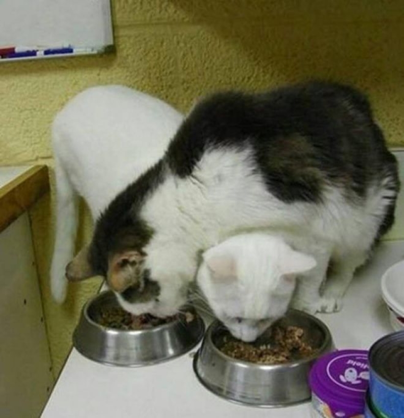 Incomprehensible cat logic: 30 photos that for sure you will laugh