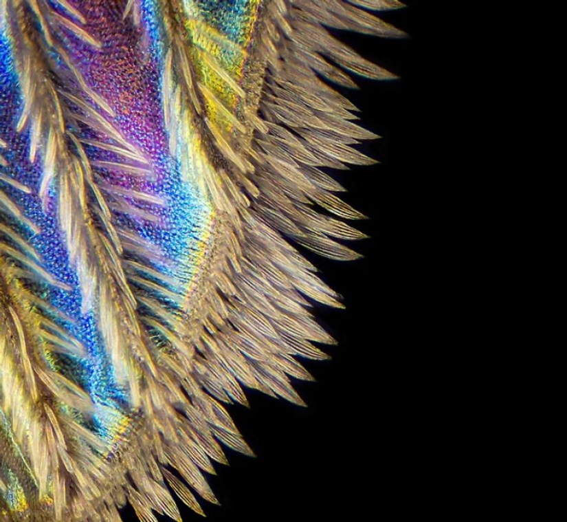Increíble mundo bajo el microscopio: 22 fotos que te harán ver todo de una manera nueva Increíble mundo bajo el microscopio: 22 fotos que te harán ver todo de una manera nueva