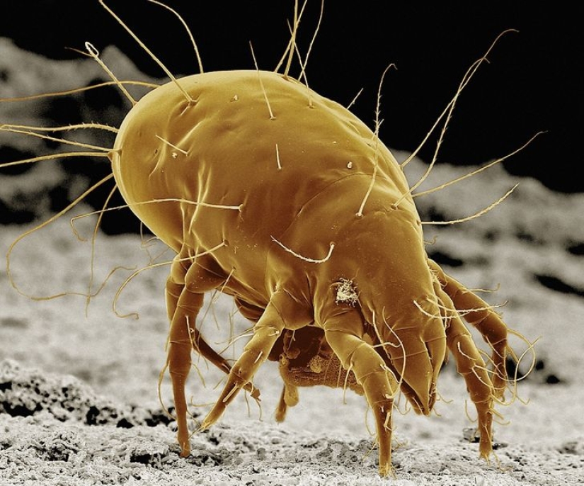 Increíble mundo bajo el microscopio: 22 fotos que te harán ver todo de una manera nueva Increíble mundo bajo el microscopio: 22 fotos que te harán ver todo de una manera nueva