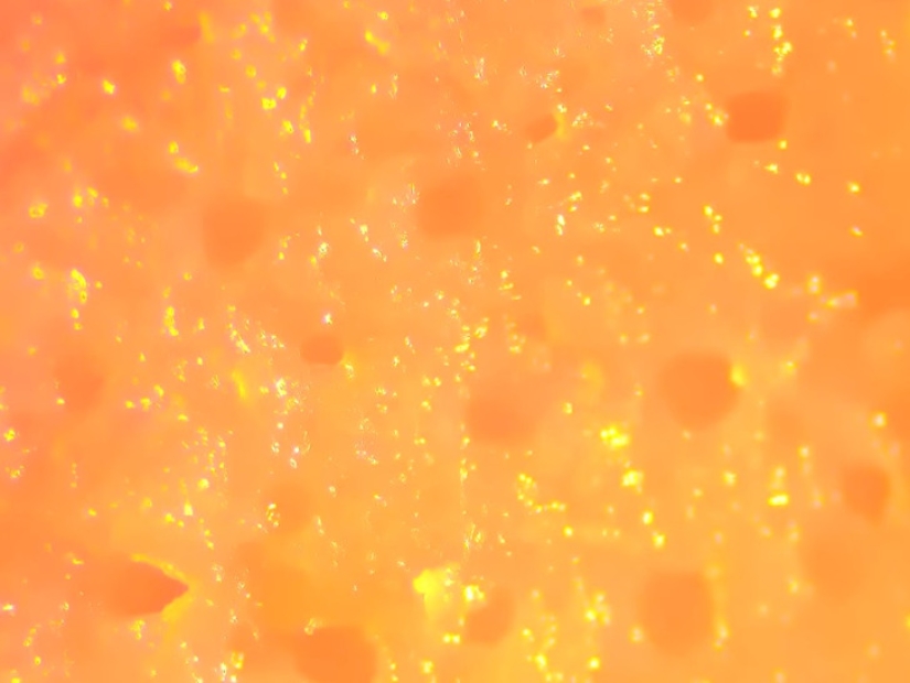 Increíble mundo bajo el microscopio: 22 fotos que te harán ver todo de una manera nueva Increíble mundo bajo el microscopio: 22 fotos que te harán ver todo de una manera nueva