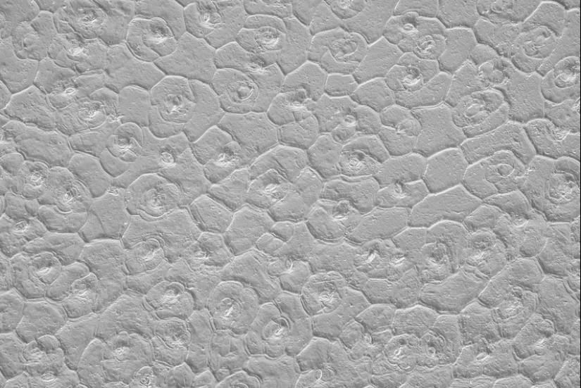 Increíble mundo bajo el microscopio: 22 fotos que te harán ver todo de una manera nueva Increíble mundo bajo el microscopio: 22 fotos que te harán ver todo de una manera nueva