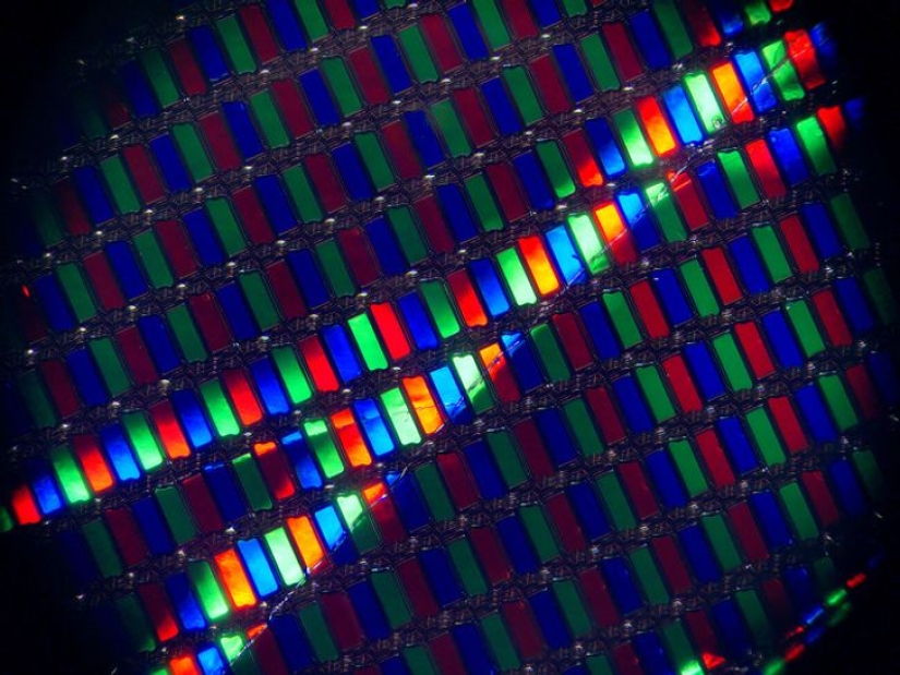 Increíble mundo bajo el microscopio: 22 fotos que te harán ver todo de una manera nueva Increíble mundo bajo el microscopio: 22 fotos que te harán ver todo de una manera nueva