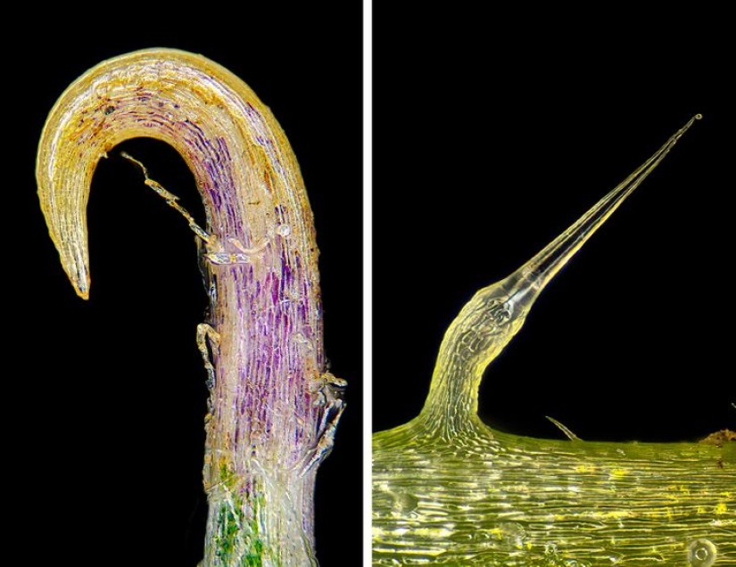 Increíble mundo bajo el microscopio: 22 fotos que te harán ver todo de una manera nueva Increíble mundo bajo el microscopio: 22 fotos que te harán ver todo de una manera nueva