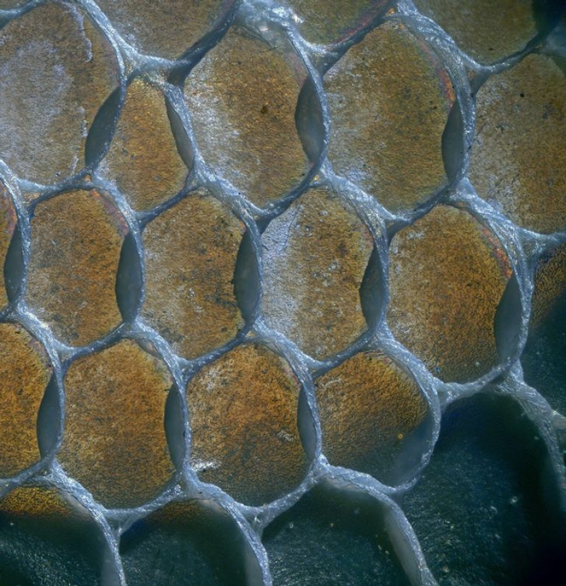 Increíble mundo bajo el microscopio: 22 fotos que te harán ver todo de una manera nueva Increíble mundo bajo el microscopio: 22 fotos que te harán ver todo de una manera nueva