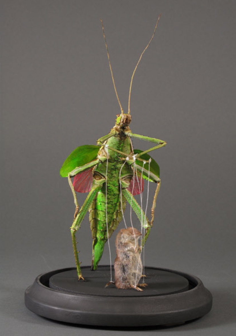 Increíble taxidermia de Enrique Gómez de Molina