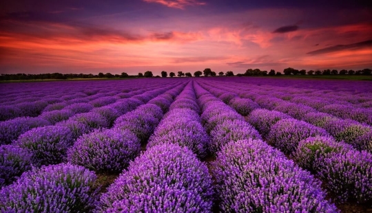 Increíbles campos de lavanda en todo el mundo Increíbles campos de lavanda en todo el mundo