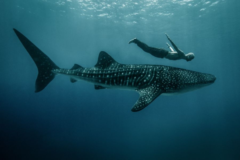 Increíbles retratos de modelos asiáticos y celebridades con animales salvajes