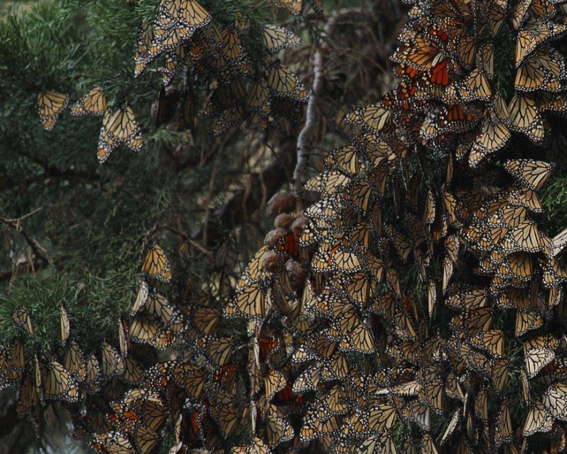 Incredible beauty amazing natural phenomena