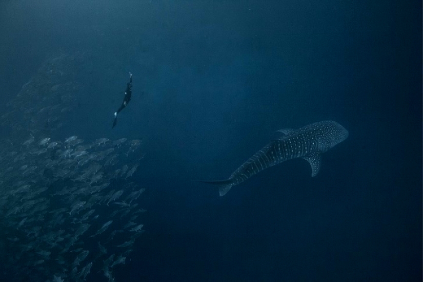 Incredible freediving in the wild
