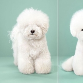 Incredible transformation: cute dogs before and after a Japanese haircut