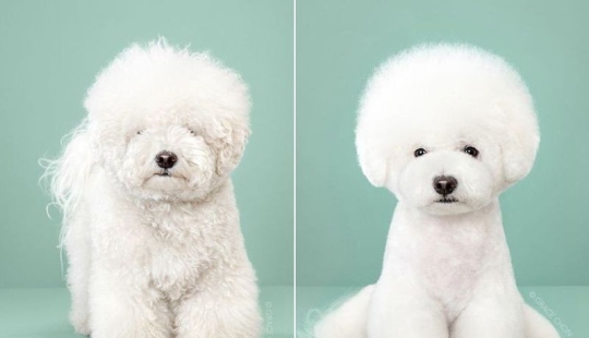Incredible transformation: cute dogs before and after a Japanese haircut Incredible transformation: cute dogs before and after a Japanese haircut