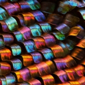 Incredible world under the microscope: 22 photos that will make you see everything in a new way