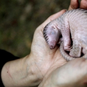 Incredibly cute baby pangolins that have been around for 80 million years