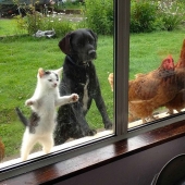 Inhuman curiosity: what do animals see in the windows