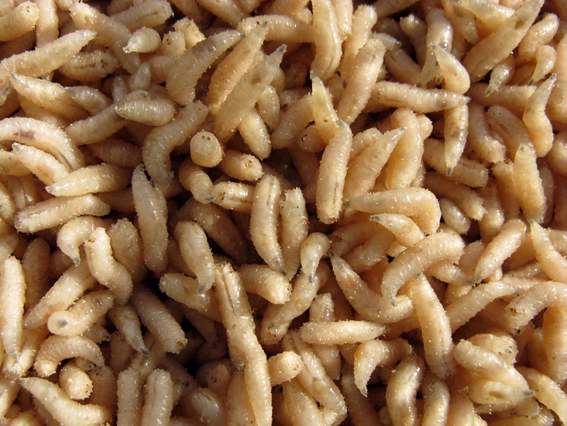 Insects as doctors Insects as doctors