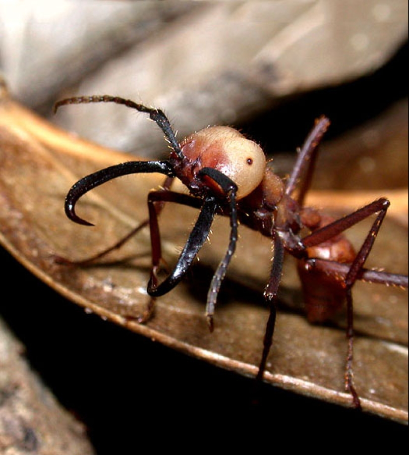 Insects as doctors Insects as doctors