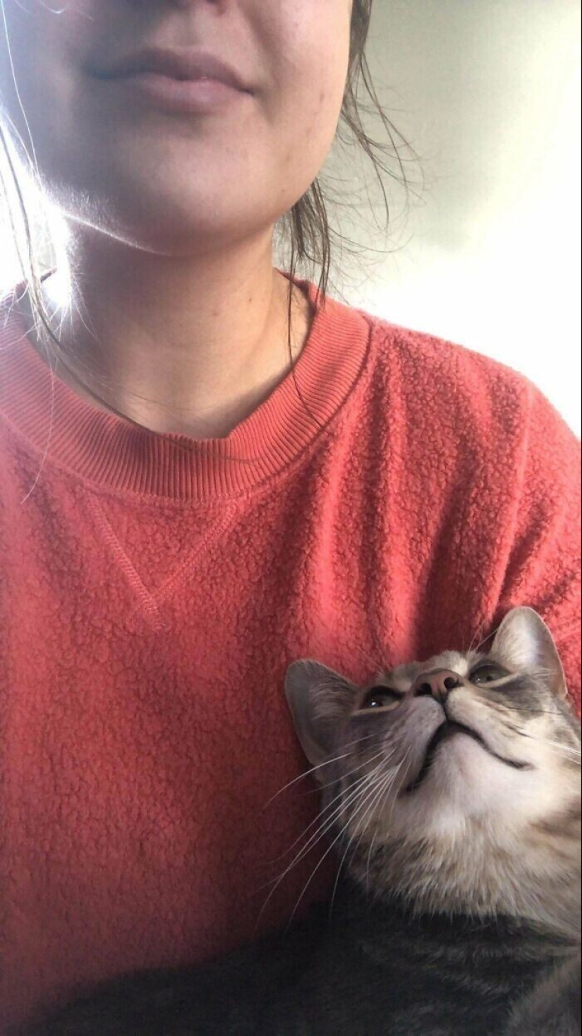 Instead of sight words: 20+ Pets who deeply love their owners