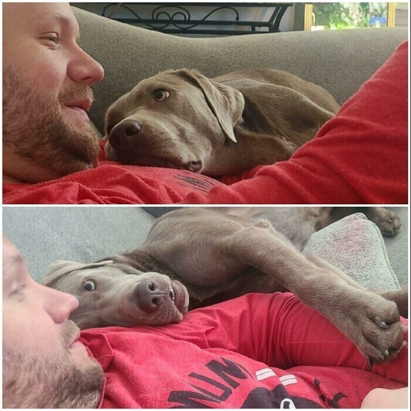 Instead of sight words: 20+ Pets who deeply love their owners