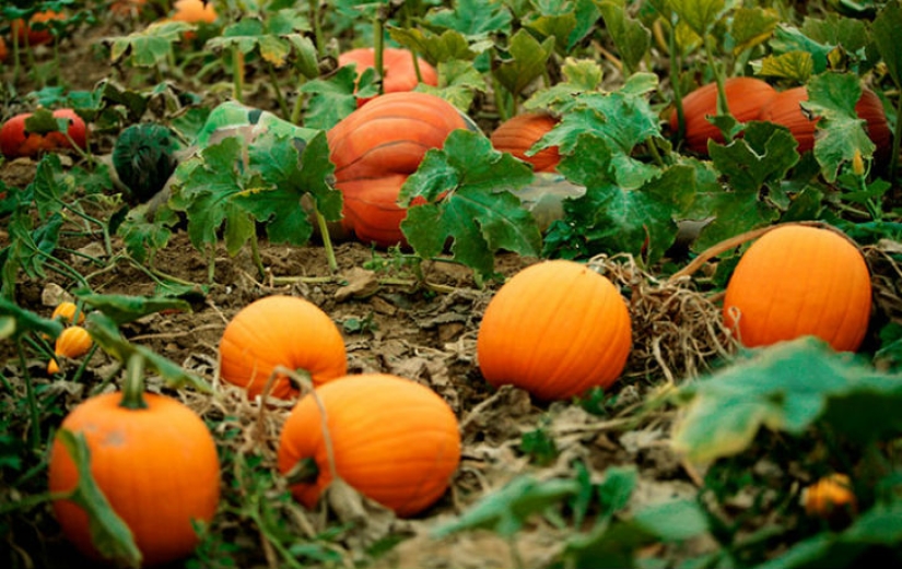Intenta encontrar una chica desnuda en la foto. Intenta encontrar una chica desnuda en la foto.