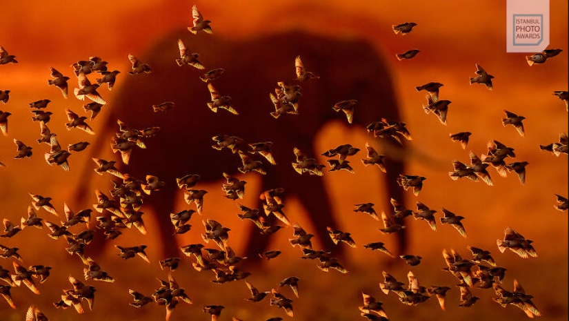 Istanbul Photo Awards 2025: Powerful Images That Defined The Year