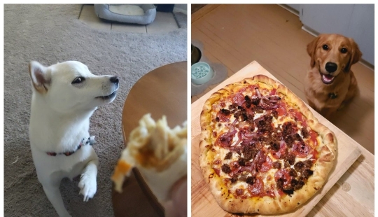 It is impossible to refuse: 22 photos about how animals are able to beg for food