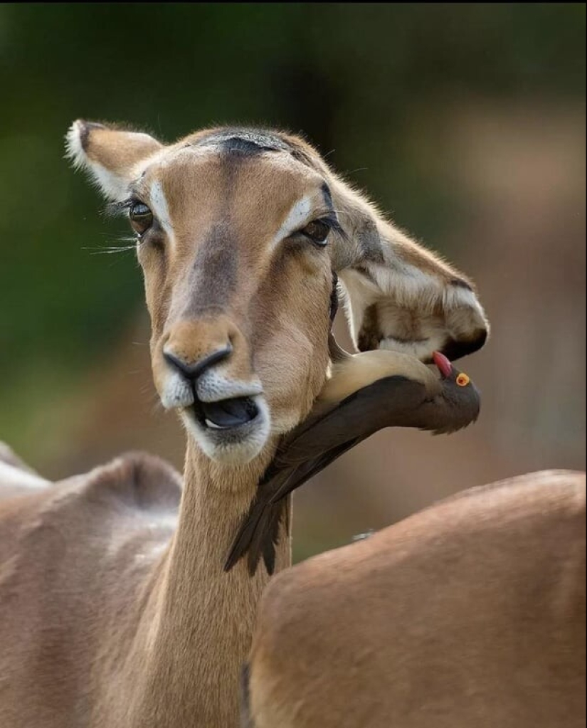 It turned out, it seemed: 22 photos that are misleading