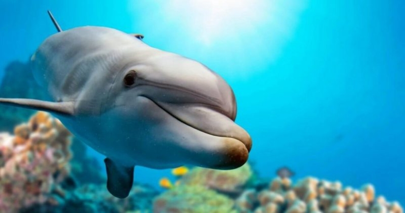 It turned out that dolphins are self-medicating with the help of corals It turned out that dolphins are self-medicating with the help of corals