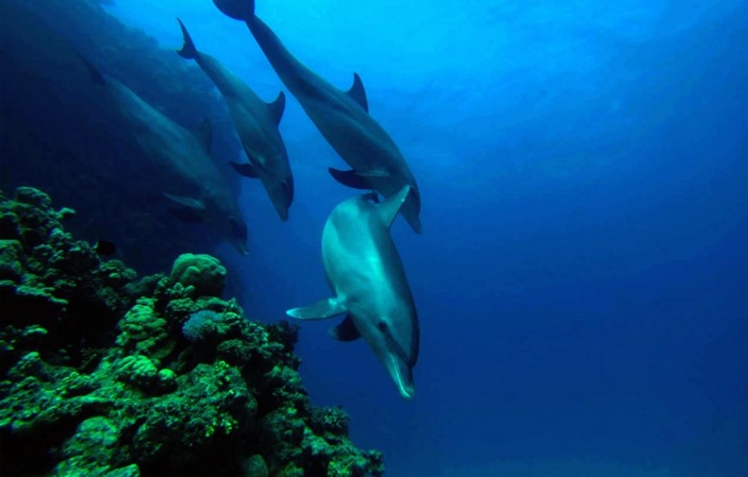 It turned out that dolphins are self-medicating with the help of corals It turned out that dolphins are self-medicating with the help of corals