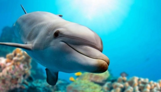 It turned out that dolphins are self-medicating with the help of corals