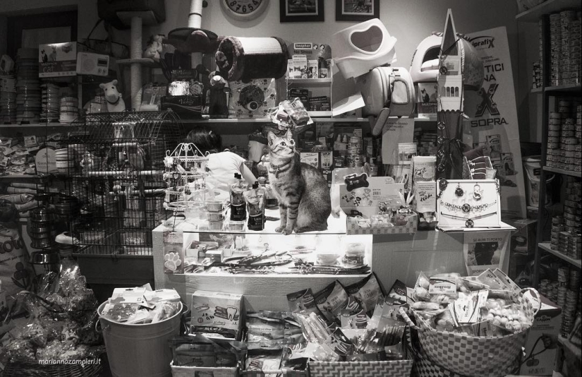 Italian cats who go to work like home Italian cats who go to work like home