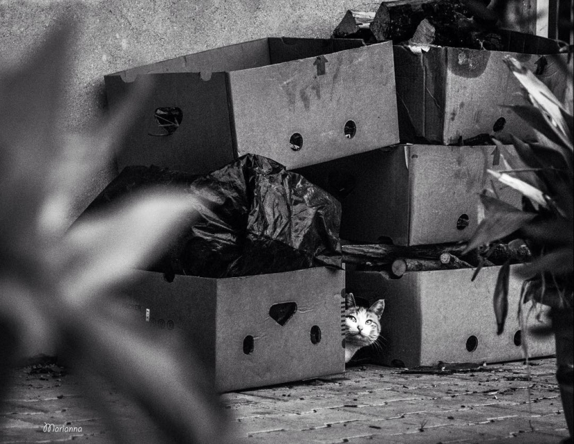 Italian cats who go to work like home Italian cats who go to work like home