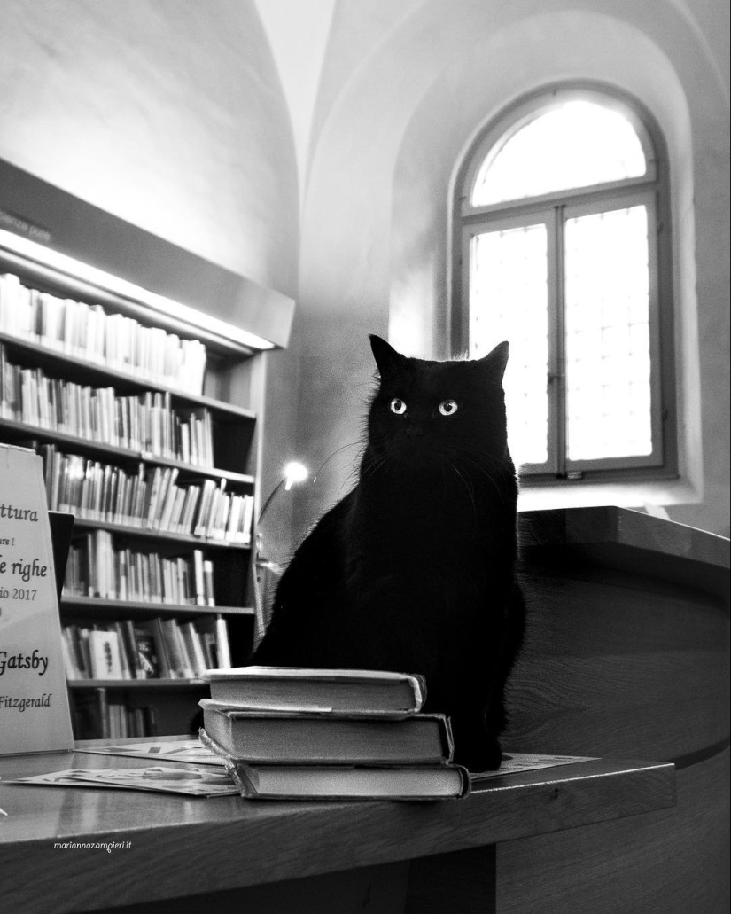 Italian cats who go to work like home Italian cats who go to work like home