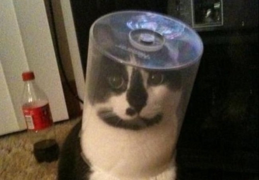 "It's even a shame to remember such a thing!»: shameful moments of naughty cats